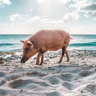 Bruno van der kraan 549950 unsplash